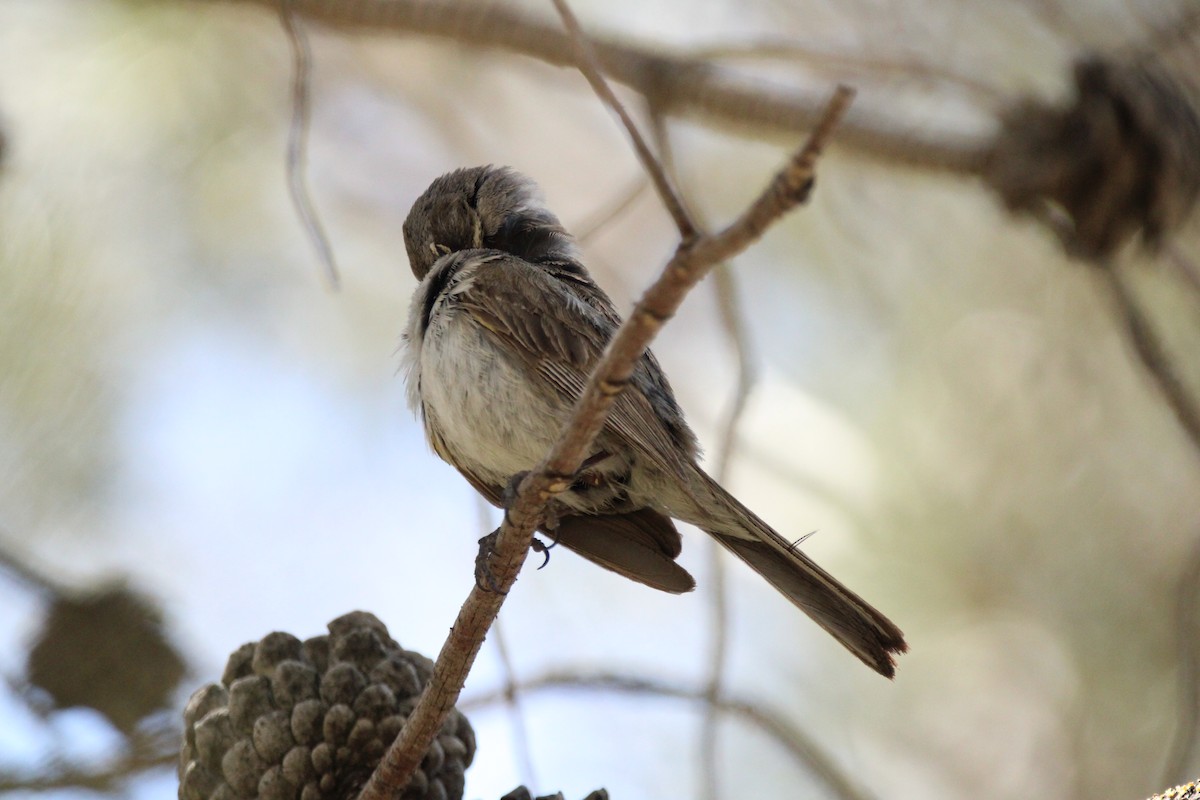 Bell's Sparrow - Coen Kliewer