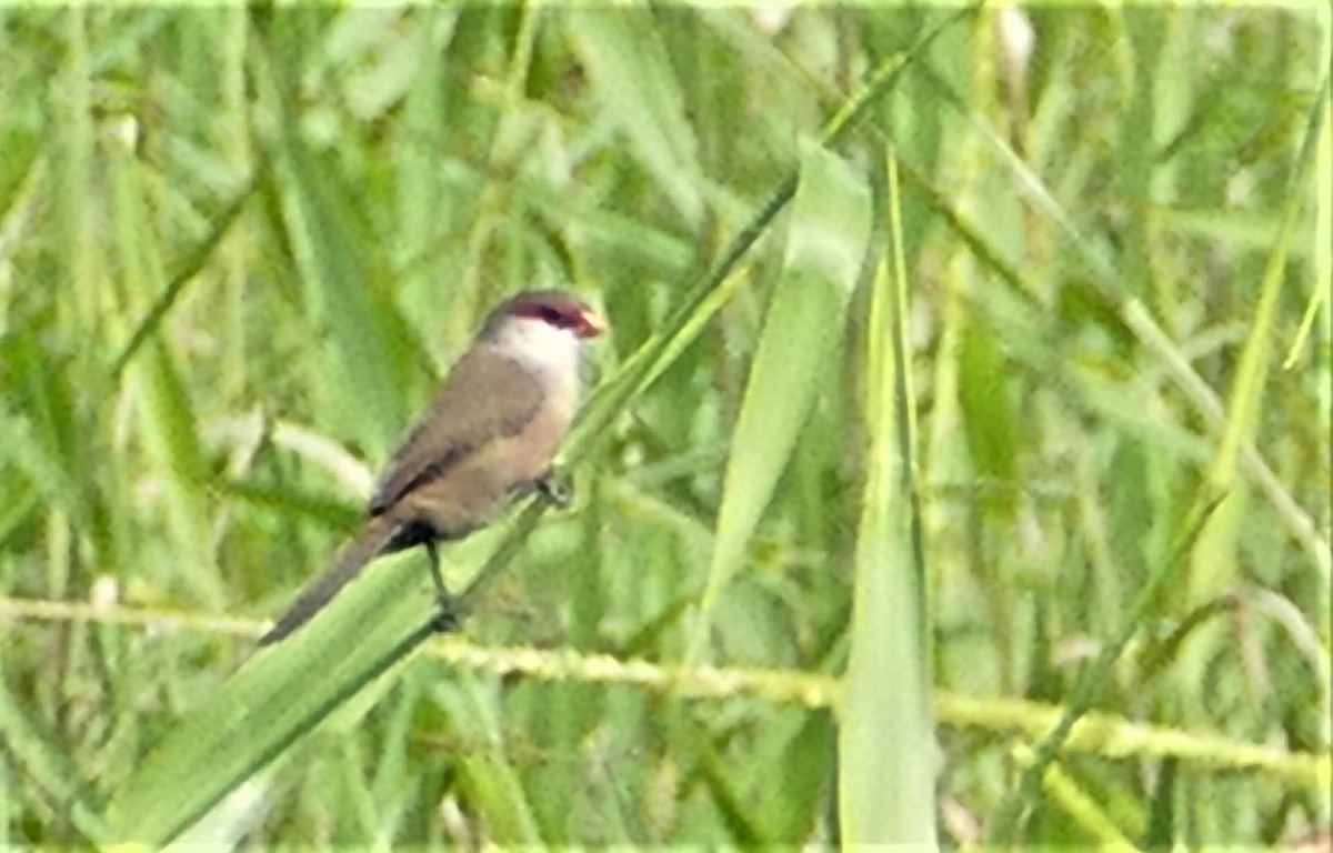 Common Waxbill - Diane Stinson