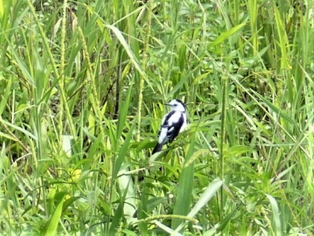 Pied Water-Tyrant - ML588007071