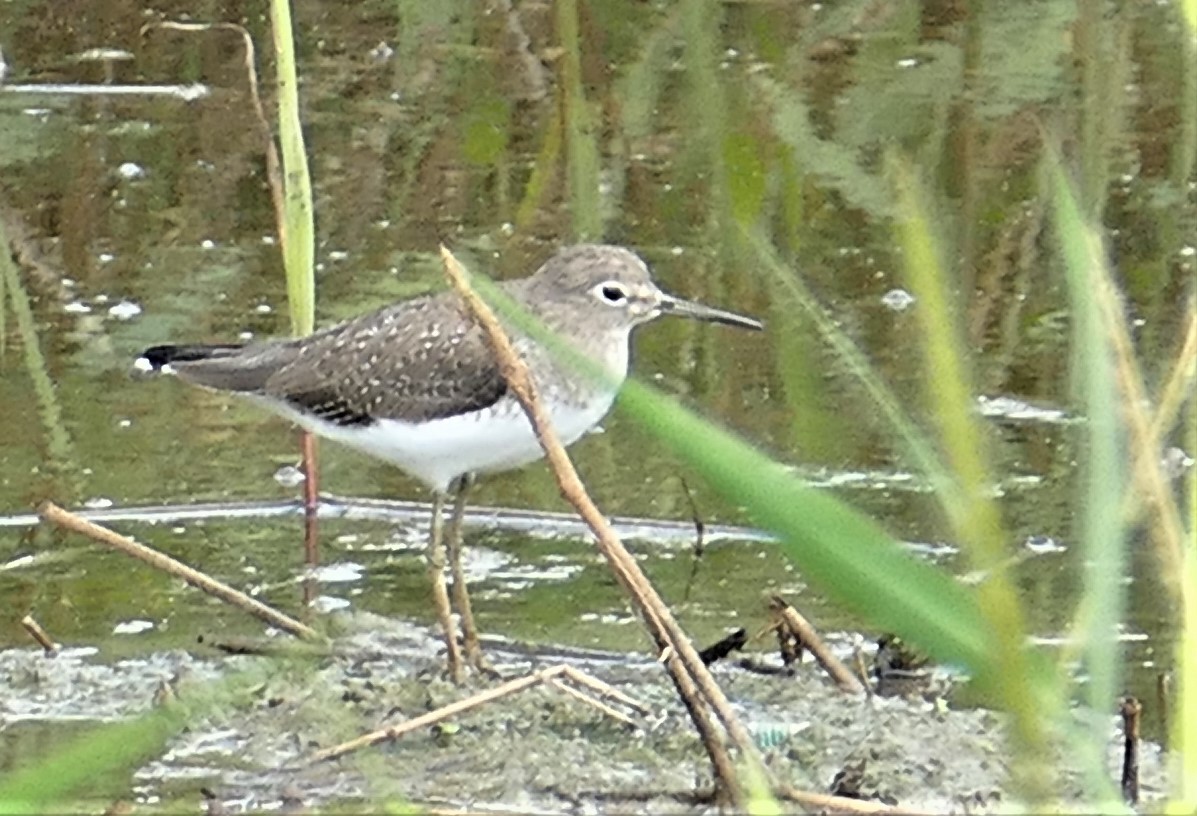 Solitary Sandpiper - Diane Stinson