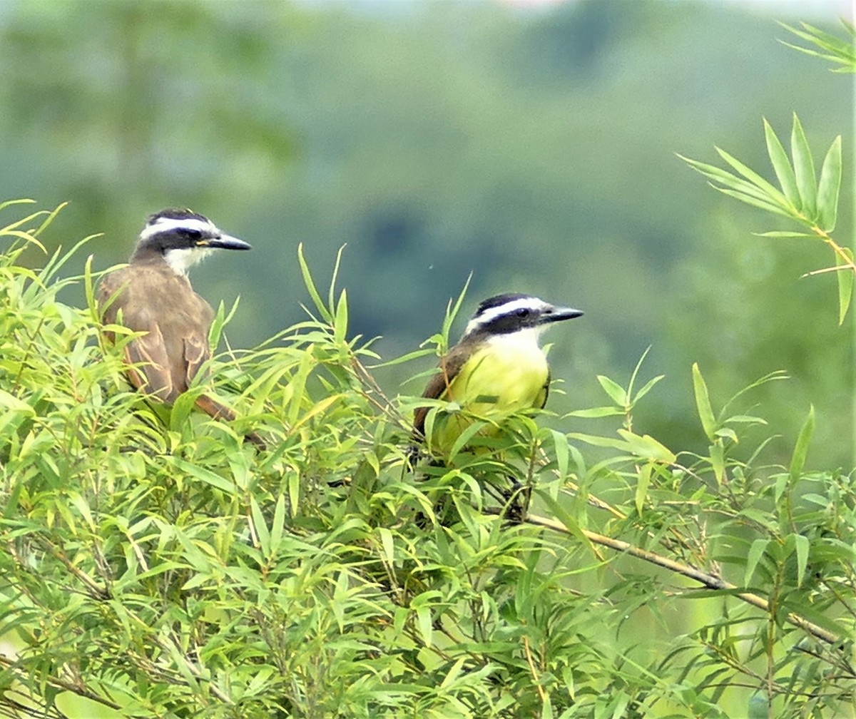 Great Kiskadee - Diane Stinson