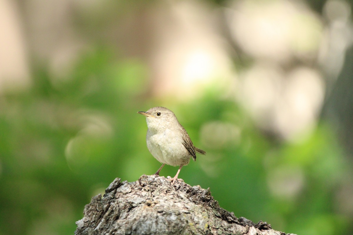 Northern House Wren - ML588007221