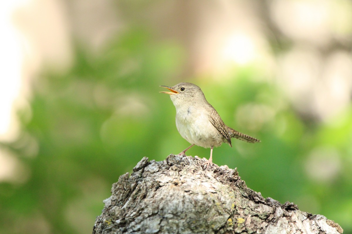 Northern House Wren - ML588007281