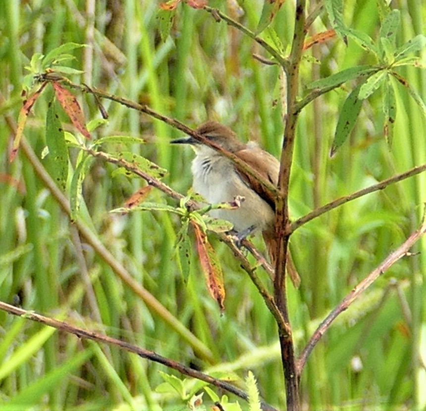 Yellow-chinned Spinetail - Diane Stinson