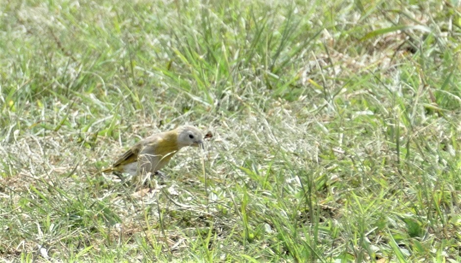 Saffron Finch - ML588007341