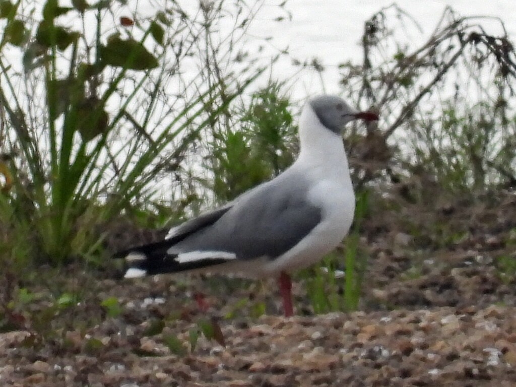 Gray-hooded Gull - Gabriel Arnábal