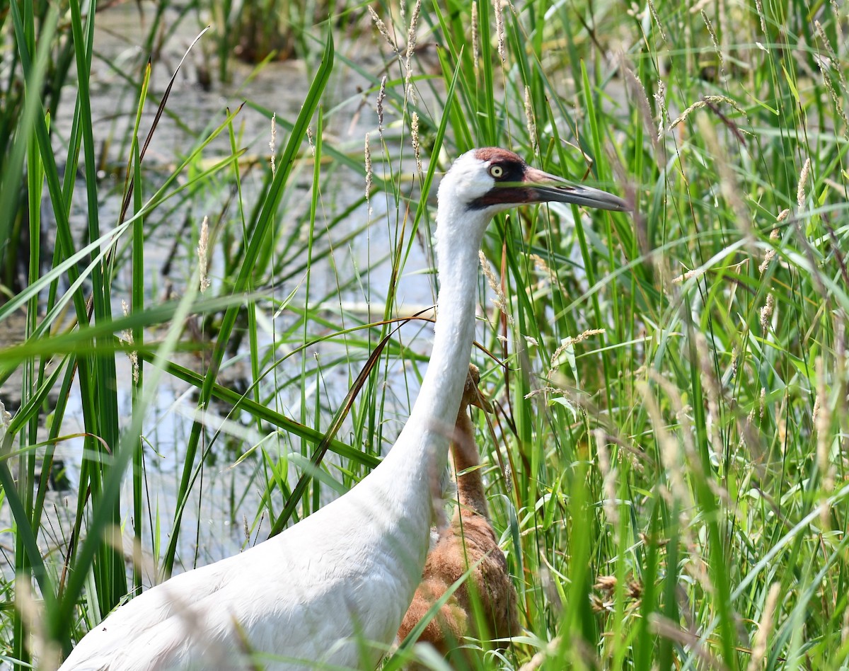 Whooping Crane - Joshua Erdman