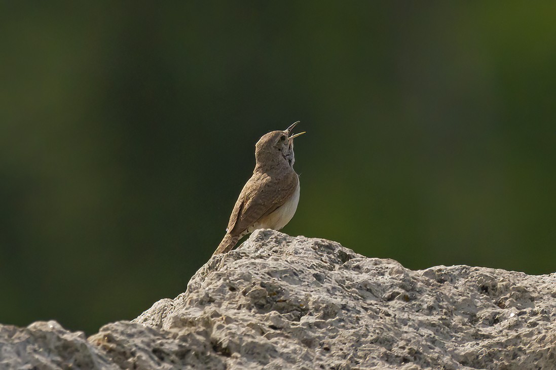 Rock Wren - Mike Karakas