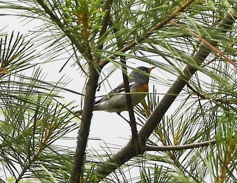 Parula Norteña - ML588010411