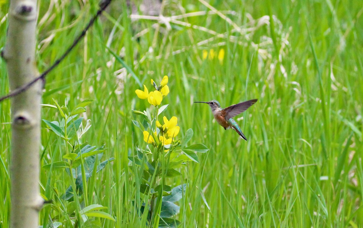 Broad-tailed Hummingbird - ML588011041