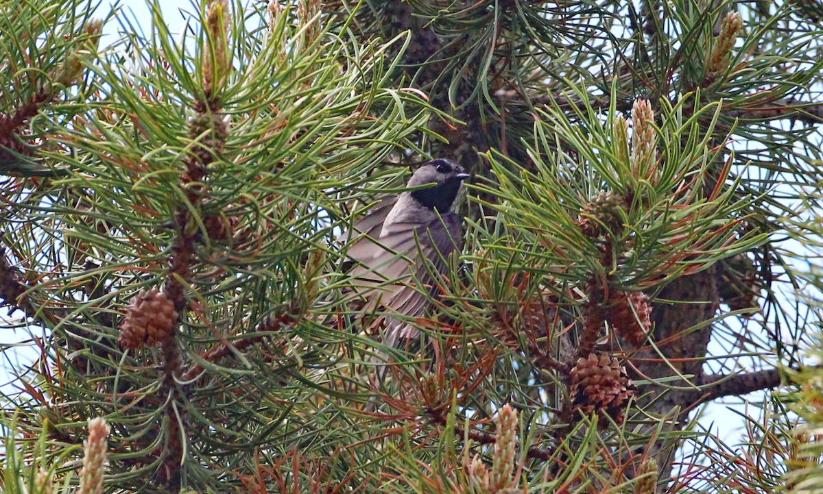 Mountain Chickadee - ML588011351