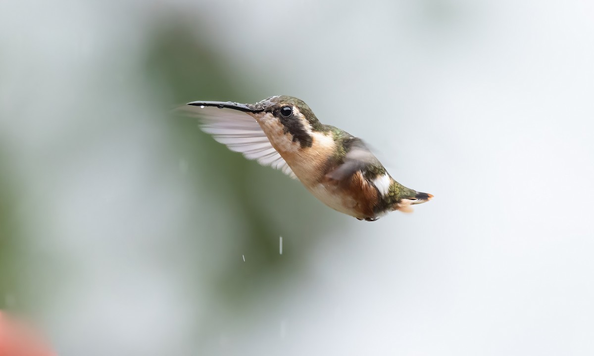 White-bellied Woodstar - Paul Fenwick