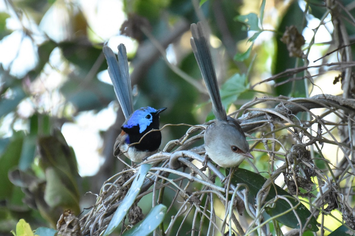 Variegated Fairywren - ML588013591