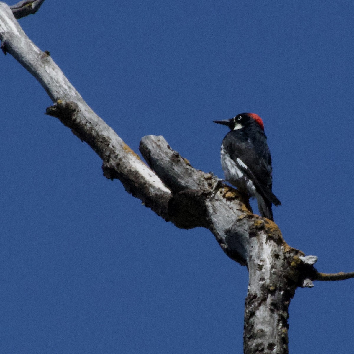 Acorn Woodpecker - ML588014911