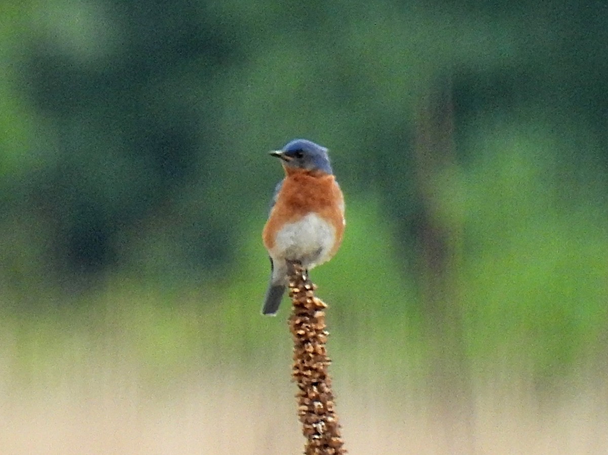 Eastern Bluebird - ML588015451