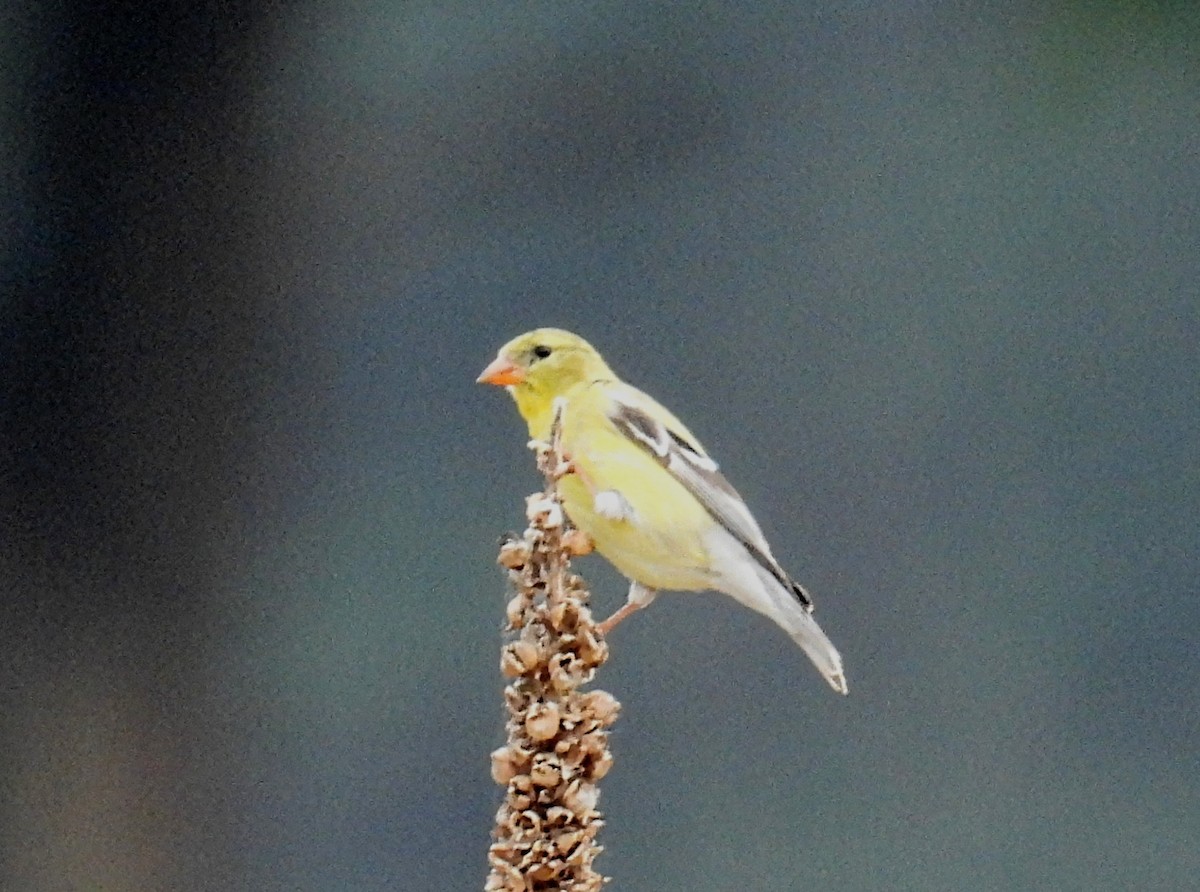 American Goldfinch - ML588015481