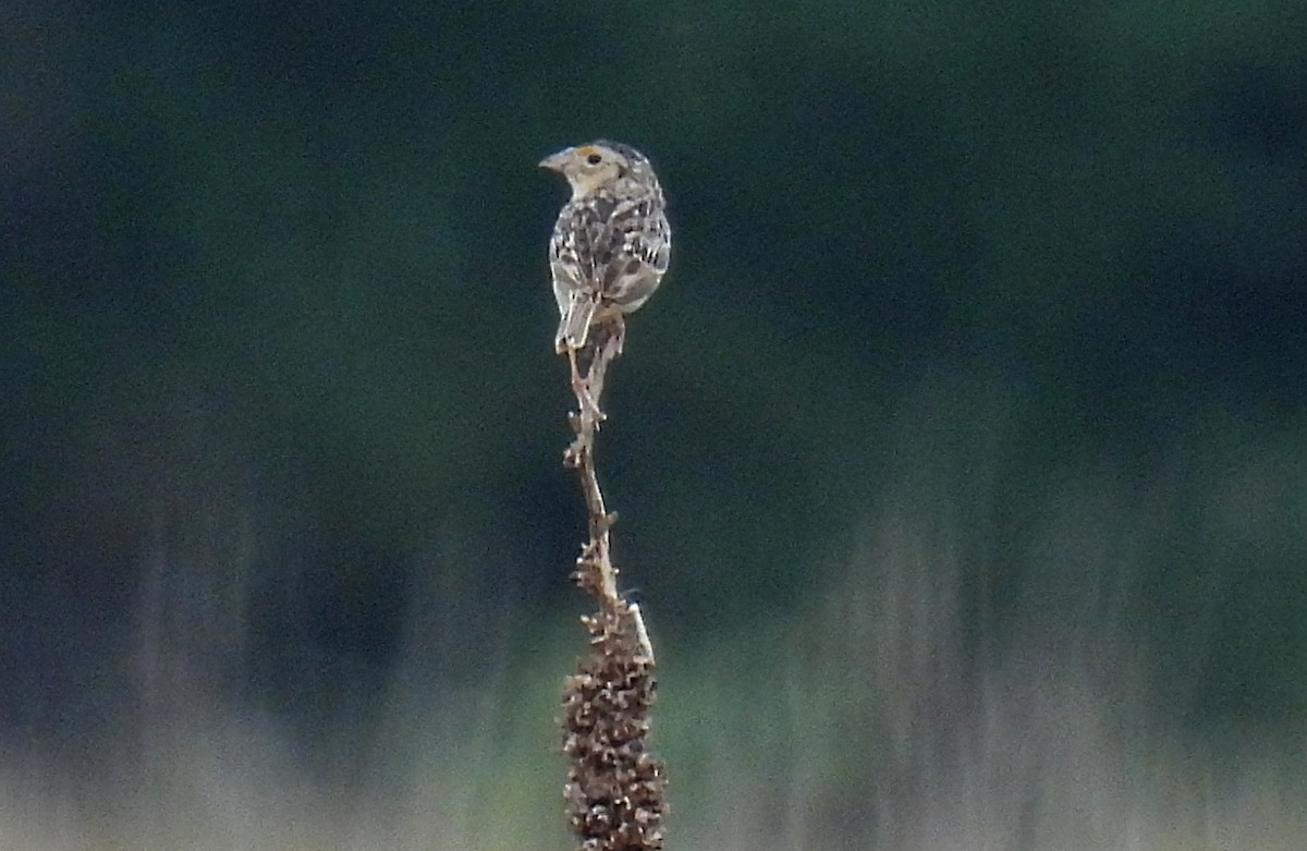 Grasshopper Sparrow - ML588015591