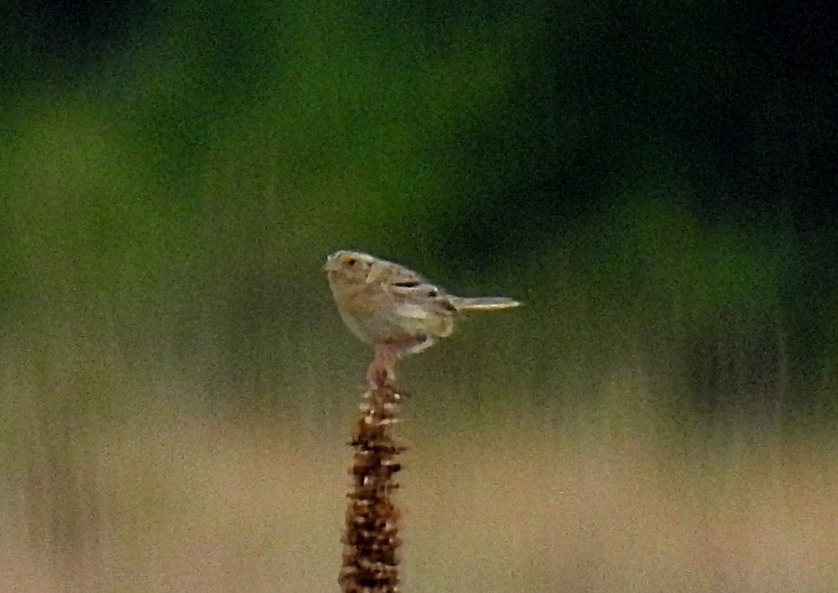 Grasshopper Sparrow - ML588015601