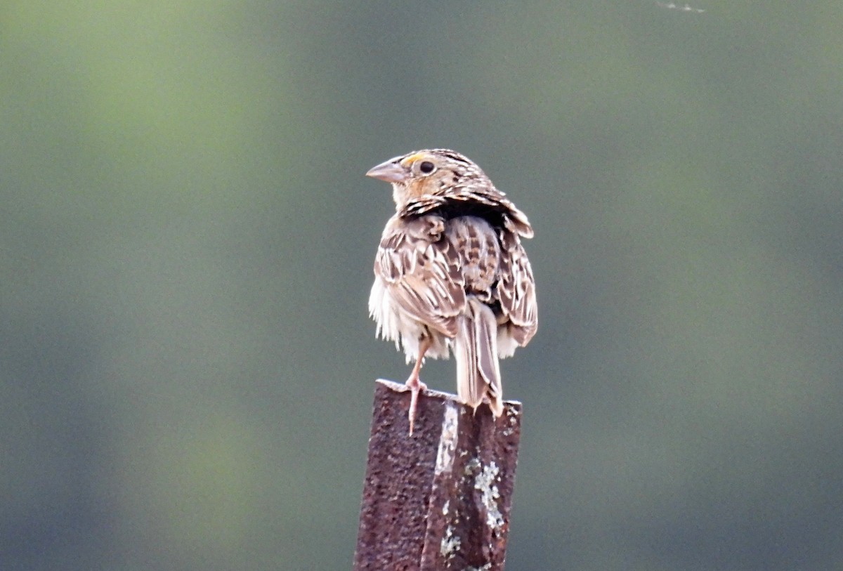 Grasshopper Sparrow - ML588015611