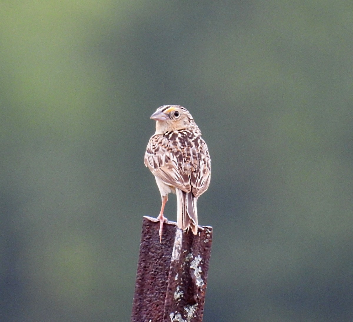 Grasshopper Sparrow - ML588015621