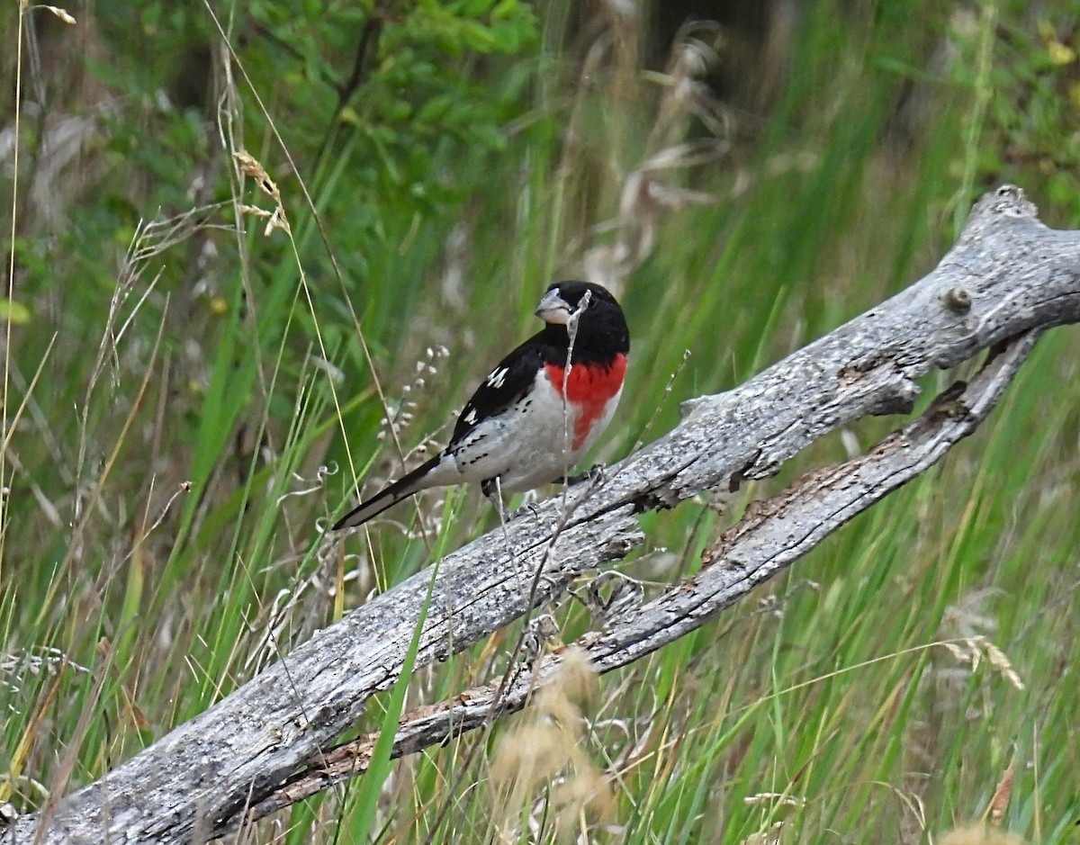 Rose-breasted Grosbeak - ML588015801