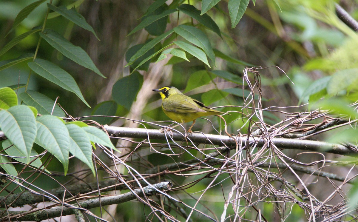 Kentucky Warbler - ML588016771