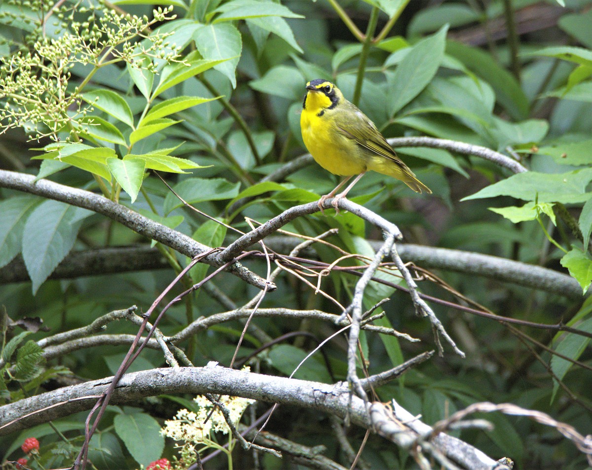 Kentucky Warbler - ML588016781