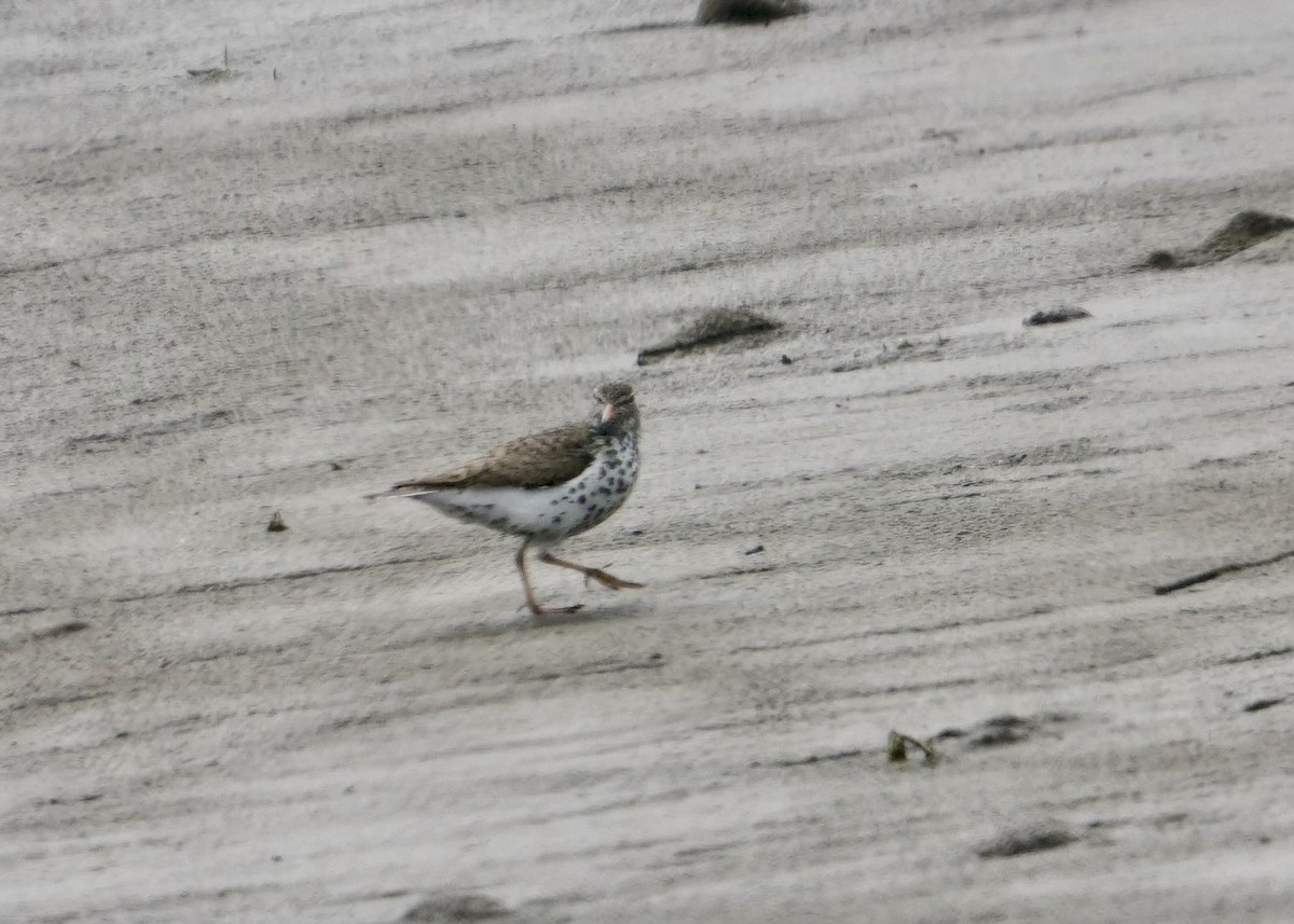 Spotted Sandpiper - ML588016901