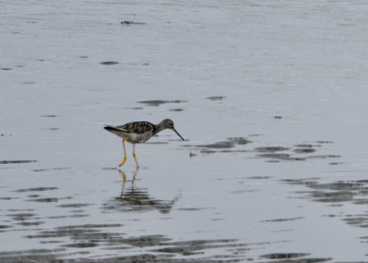 Greater Yellowlegs - ML588017031