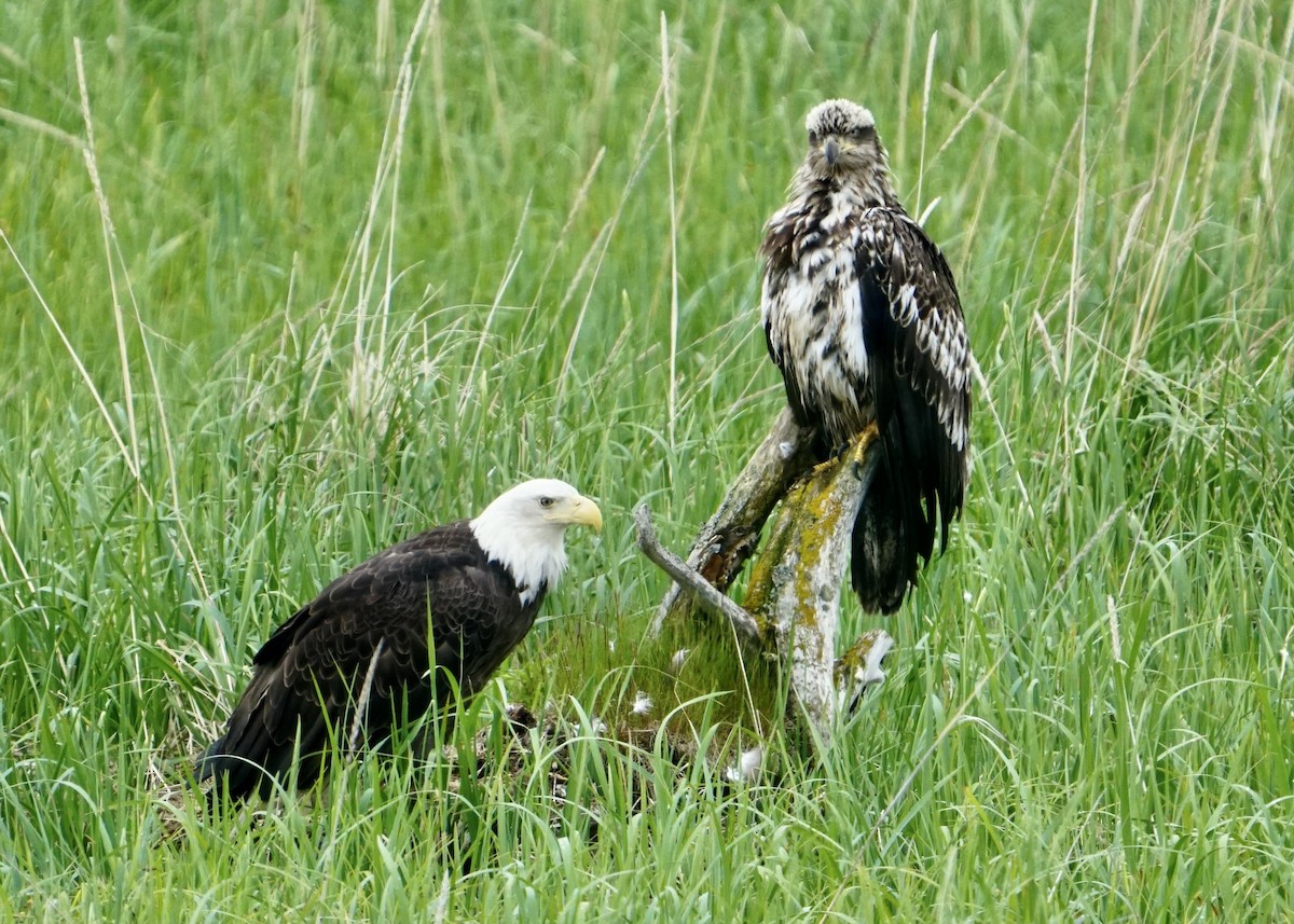 Bald Eagle - ML588017061