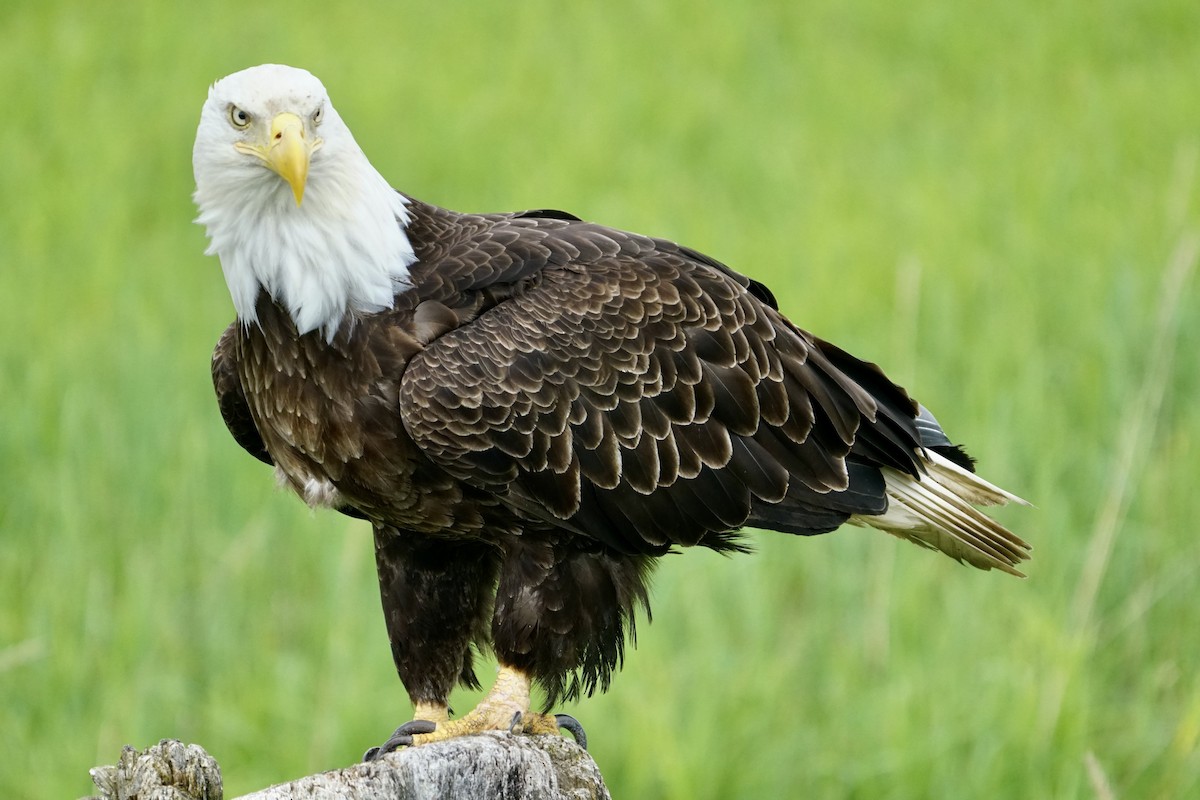 Bald Eagle - ML588017071