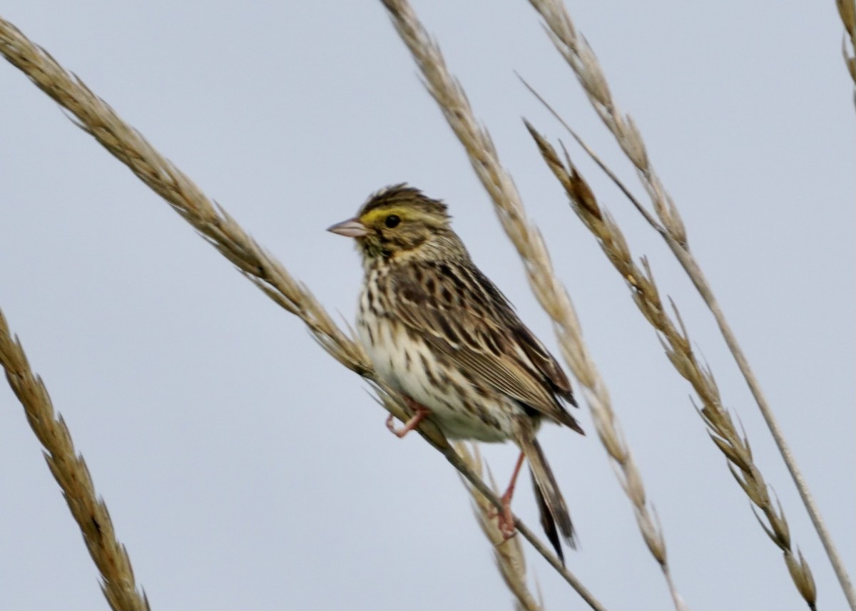 Savannah Sparrow - ML588017091