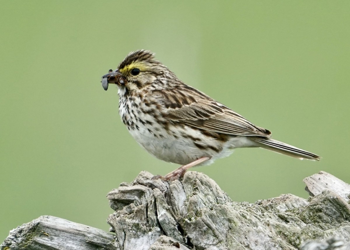 Savannah Sparrow - ML588017101