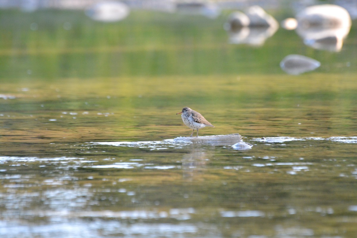 Spotted Sandpiper - ML588017301