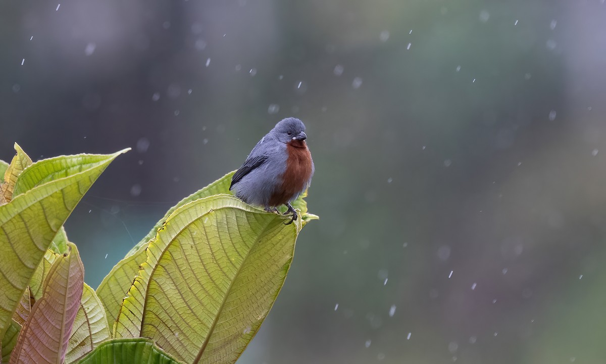 Chestnut-bellied Seedeater - ML588017921