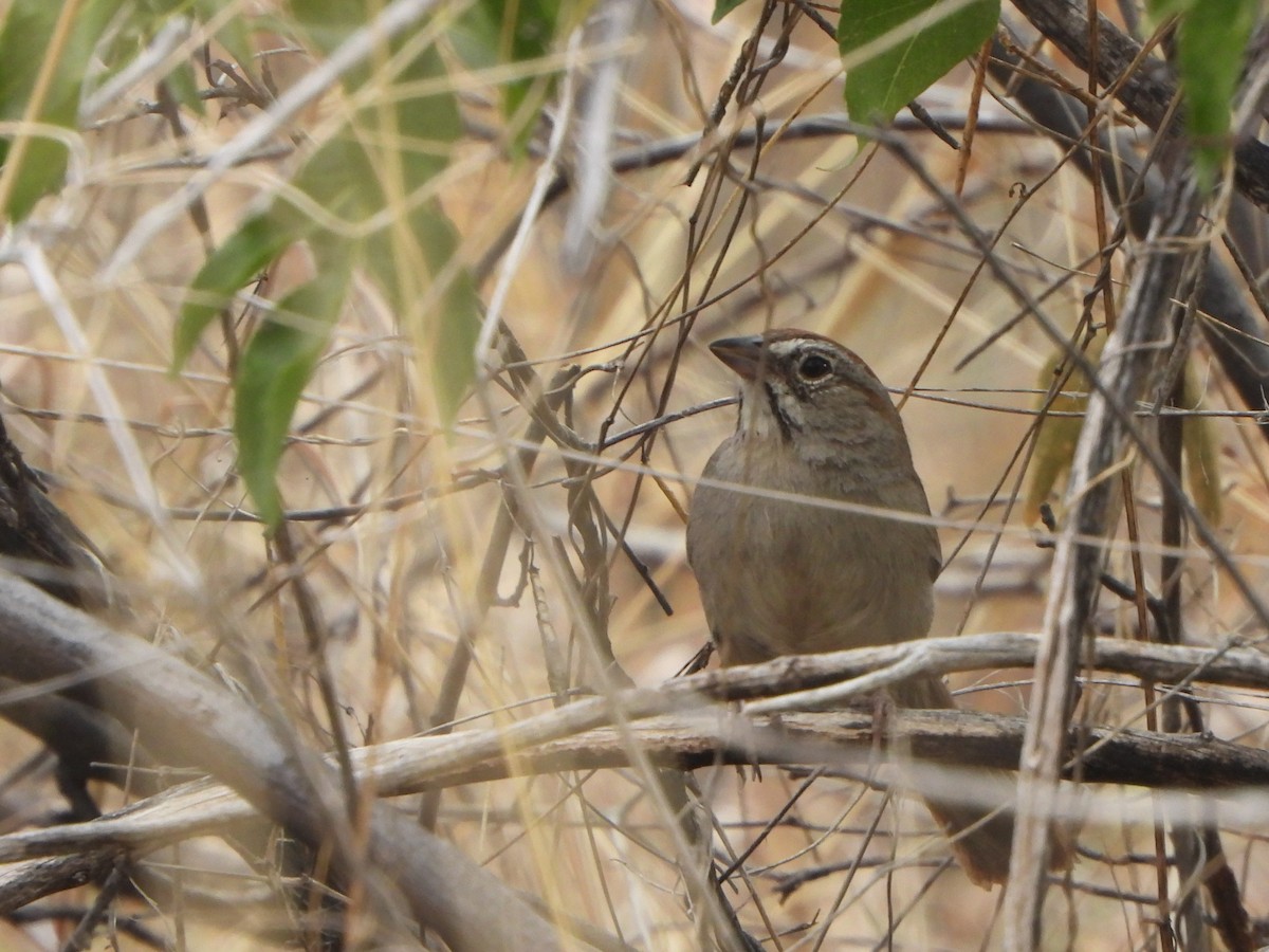 Rufous-crowned Sparrow - ML588018111
