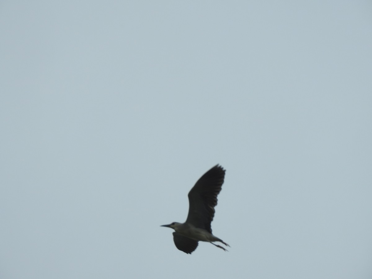 Black-crowned Night Heron - ML588018201