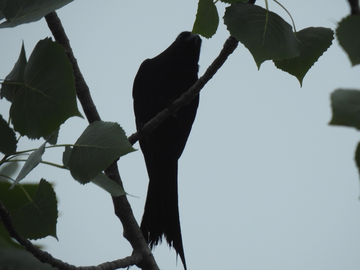 Black Drongo - ML588018281