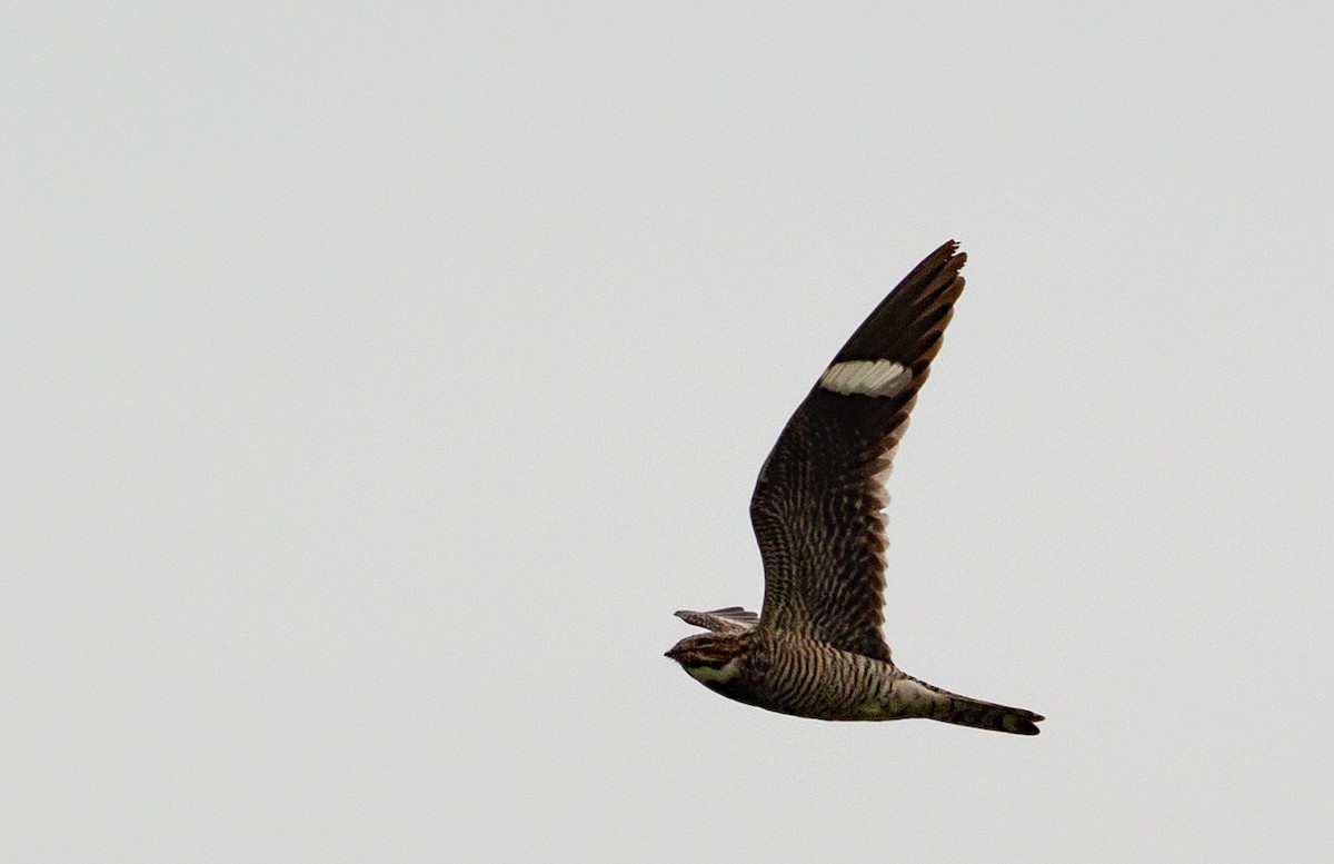 Common Nighthawk - ML588018441