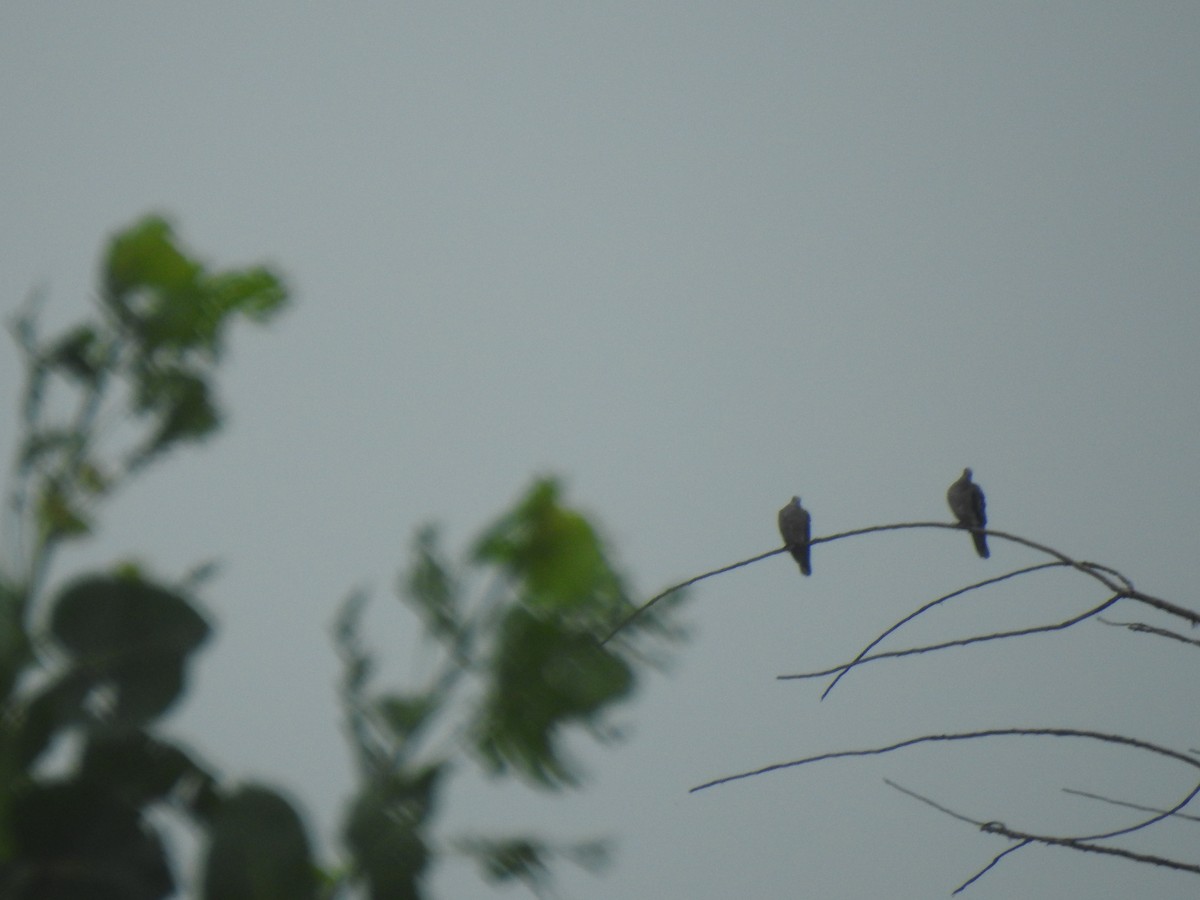 Oriental Turtle-Dove - ML588018611