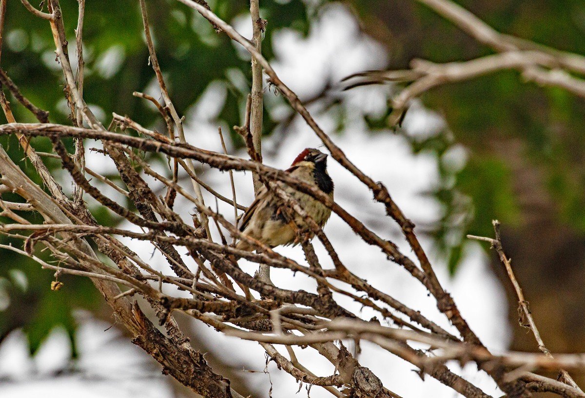 House Sparrow - ML588019861