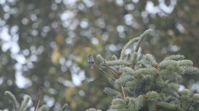 Indigo Bunting - ML588020221