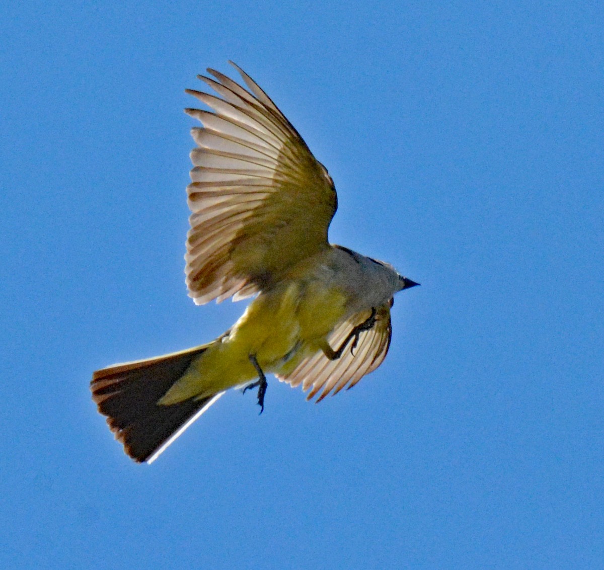 Western Kingbird - ML588021641