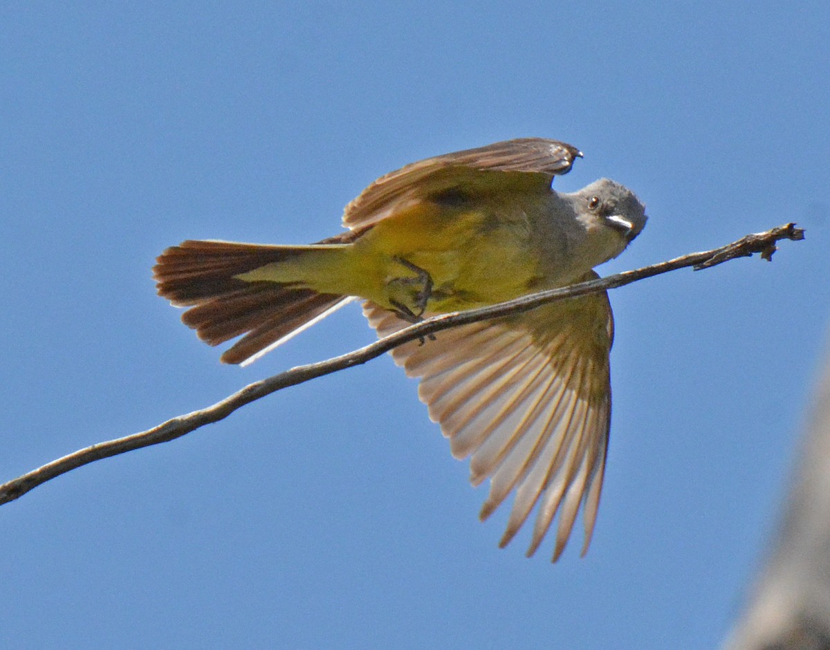 Western Kingbird - ML588021661