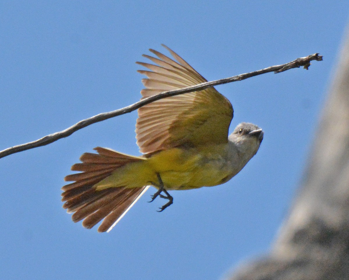 Western Kingbird - ML588021671