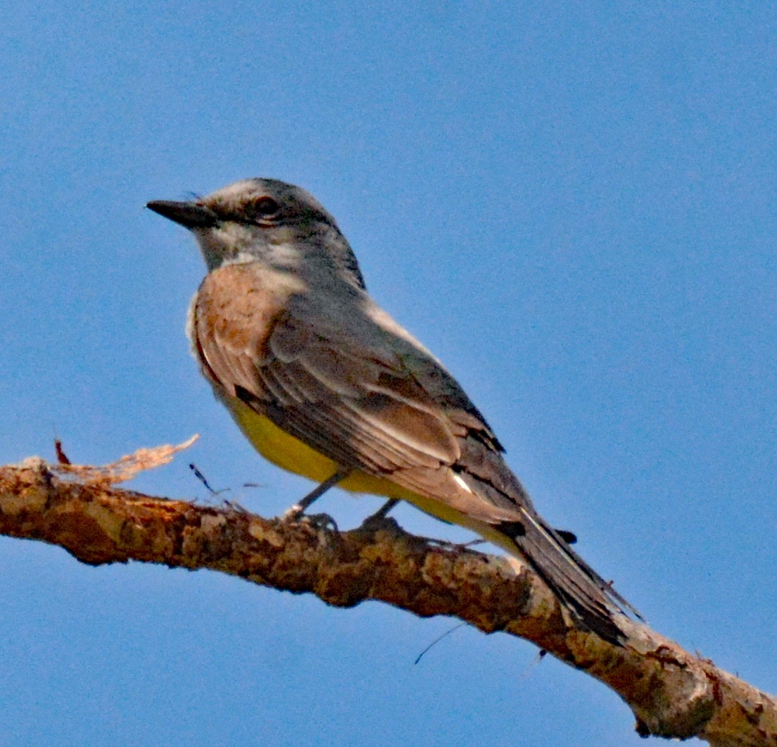 Western Kingbird - ML588021681