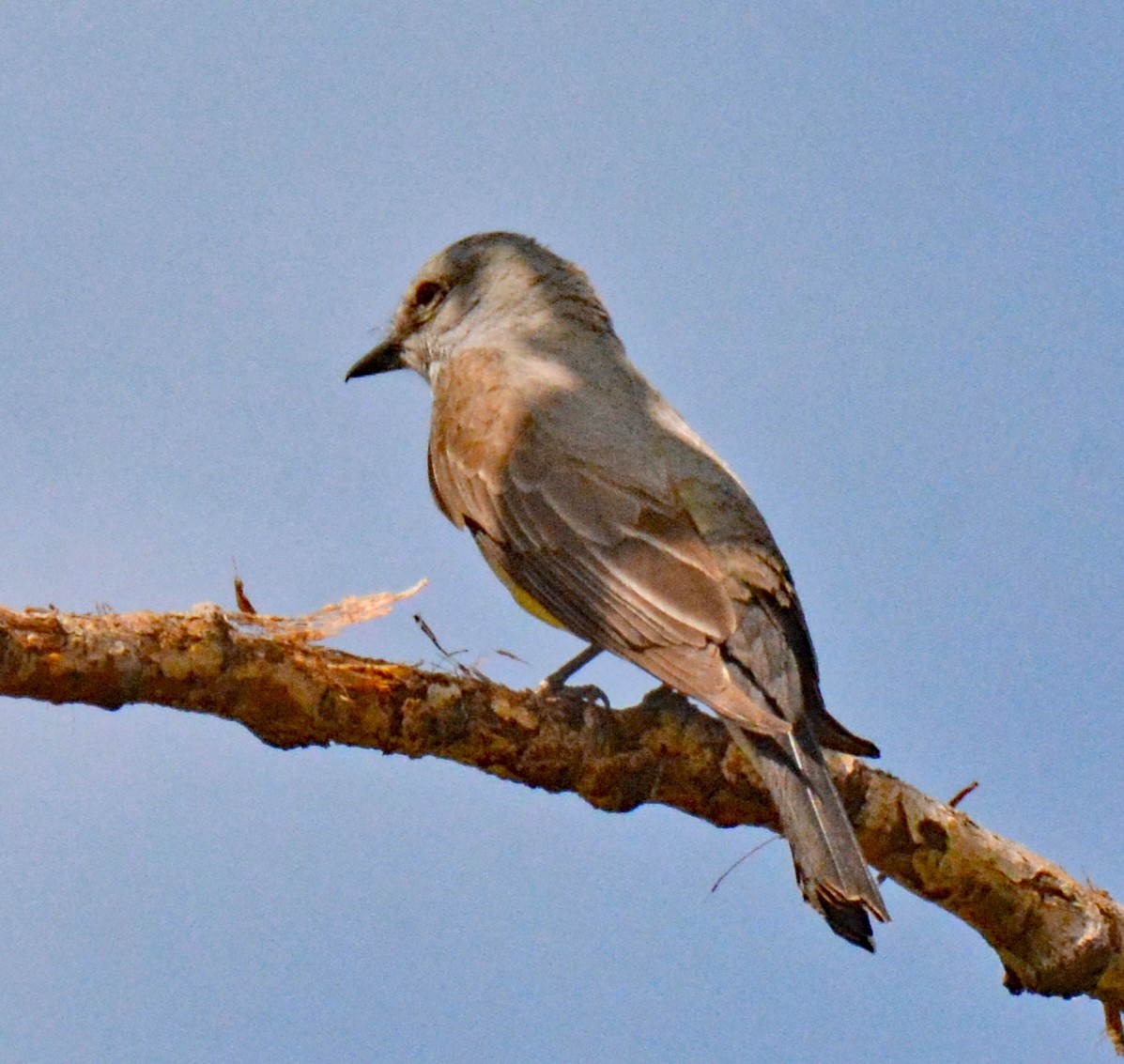 Western Kingbird - ML588021691