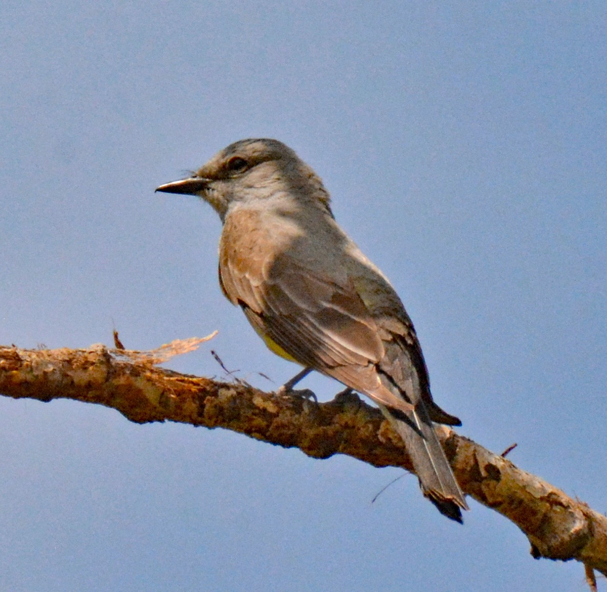 Western Kingbird - ML588021701