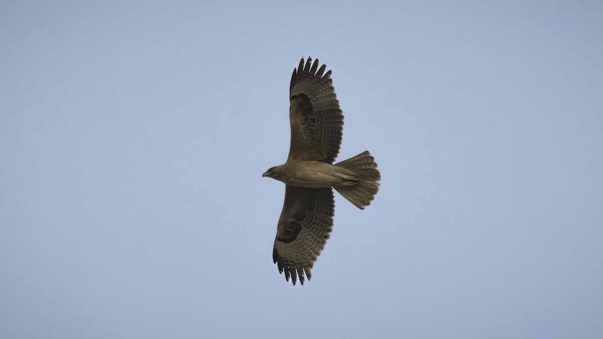 Bonelli's Eagle - ML588022081