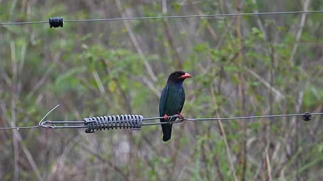 Dollarbird - ML588022561